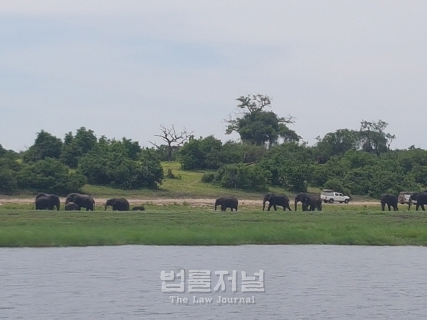 코끼리 가족 이동 모습